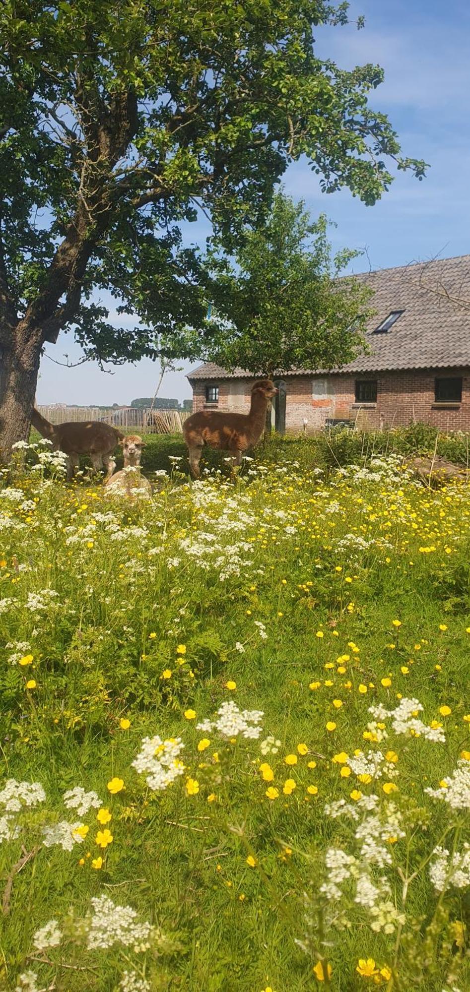 Bed and Breakfast De Wagenloods Алфен-ан-ден-Рейн Екстер'єр фото